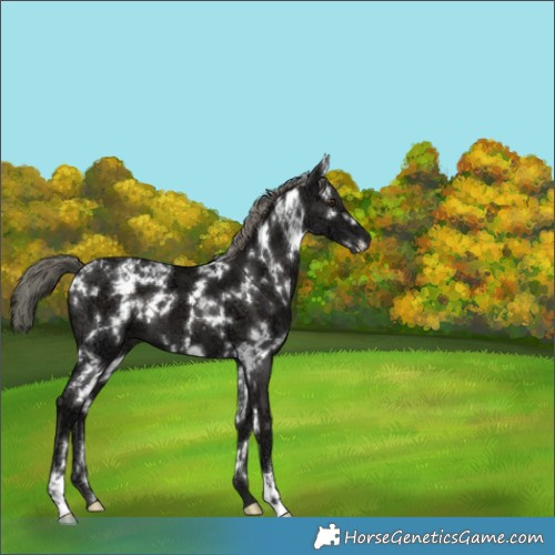 Horse Color:White Spotted Liver Chestnut Ice Mushroom 