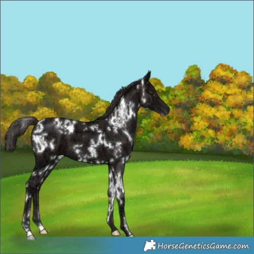 Horse Color:White Spotted Liver Chestnut Ice 