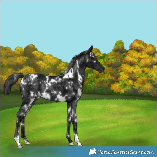 Horse Color:White Spotted Liver Chestnut Ice 