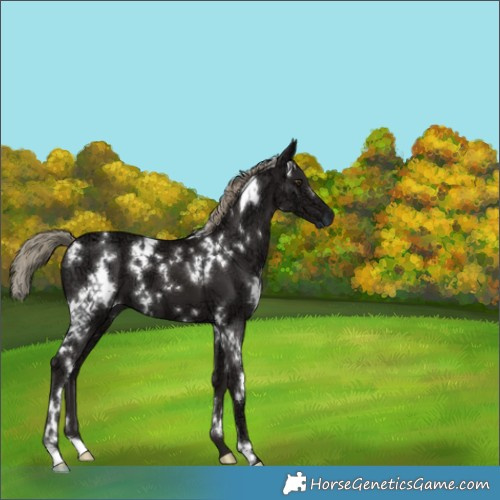 Horse Color:White Spotted Liver Chestnut Ice Mushroom 