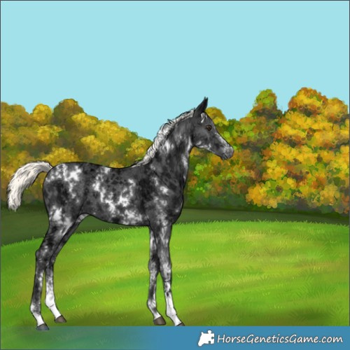 Horse Color:White Spotted Liver Chestnut Ice Mushroom Sabino 