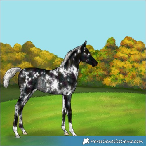 Horse Color:White Spotted Midnight Liver Chestnut Ice Mushroom Rabicano 