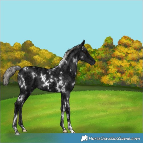 Horse Color:White Spotted Liver Chestnut Ice Mushroom 