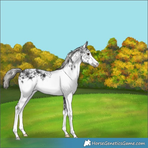 Horse Color:White Spotted Liver Chestnut Ice Mushroom 