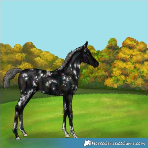 Horse Color:White Spotted Midnight Liver Chestnut Ice Mushroom 