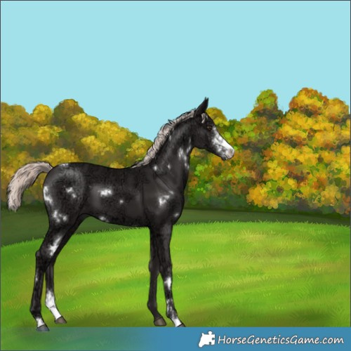 Horse Color:White Spotted Liver Chestnut Ice Mushroom Sabino 