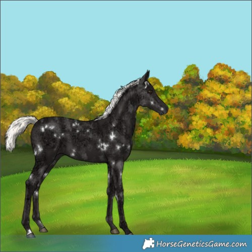 Horse Color:White Spotted Liver Chestnut Ice Mushroom 