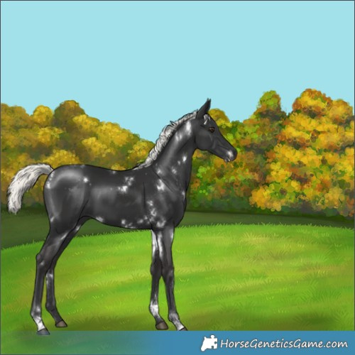 Horse Color:White Spotted Liver Chestnut Mushroom 