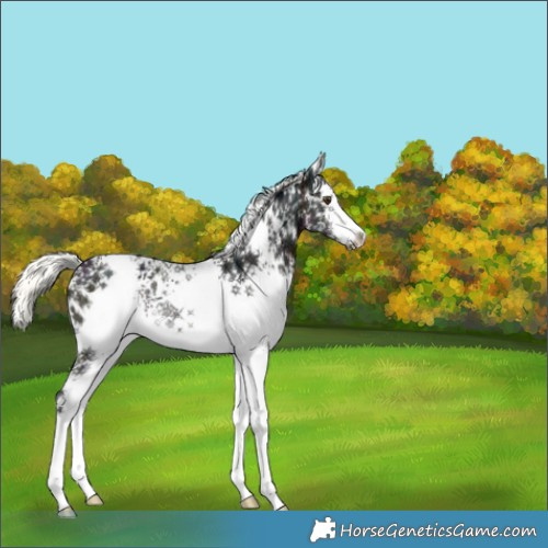 Horse Color:White Spotted Midnight Liver Chestnut Ice Mushroom Rabicano 