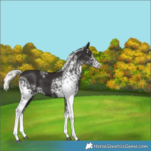 Horse Color:White Spotted Liver Chestnut Mushroom 