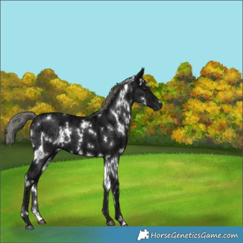 Horse Color:White Spotted Liver Chestnut Ice Mushroom 