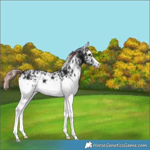 Horse Color:White Spotted Liver Chestnut Ice 