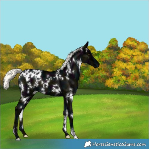 Horse Color:White Spotted Midnight Liver Chestnut Ice Mushroom 