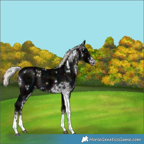 Horse Color:White Spotted Midnight Liver Chestnut Ice Mushroom Rabicano 