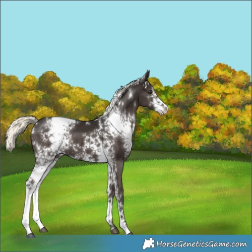 Horse Color:White Spotted Liver Chestnut Mushroom 
