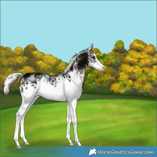 Horse Color:White Spotted Midnight Liver Chestnut Ice Mushroom 