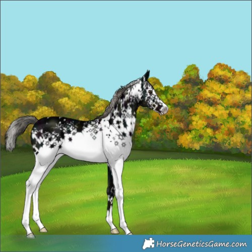 Horse Color:White Spotted Midnight Liver Chestnut Ice Mushroom 