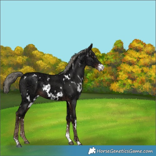 Horse Color:White Spotted Liver Chestnut Ice Mushroom Sabino 