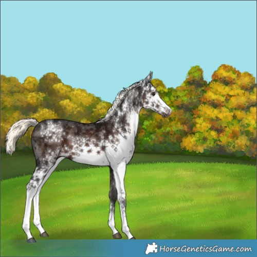 Horse Color:White Spotted Liver Chestnut Ice Mushroom Sabino 