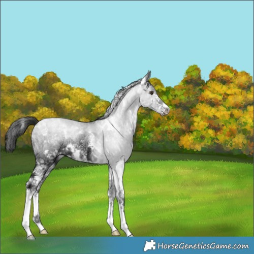 Horse Color:White Spotted Liver Chestnut Ice Sabino 