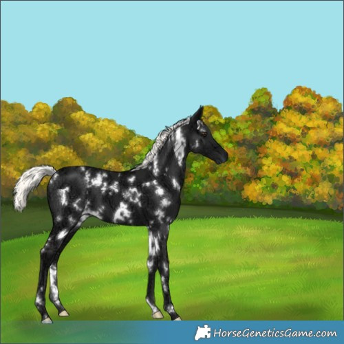 Horse Color:White Spotted Liver Chestnut Ice Mushroom 