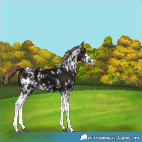 Horse Color:White Spotted Liver Chestnut Ice 