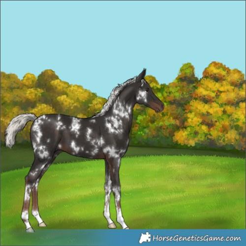Horse Color:White Spotted Liver Chestnut Mushroom 