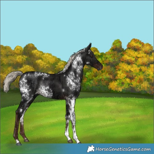 Horse Color:White Spotted Liver Chestnut Ice Mushroom 