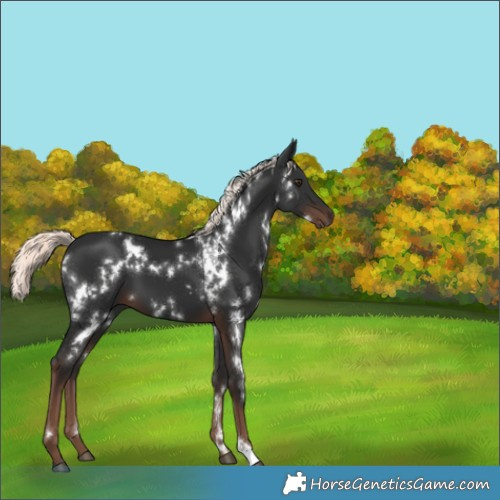 Horse Color:White Spotted Liver Chestnut Mushroom 