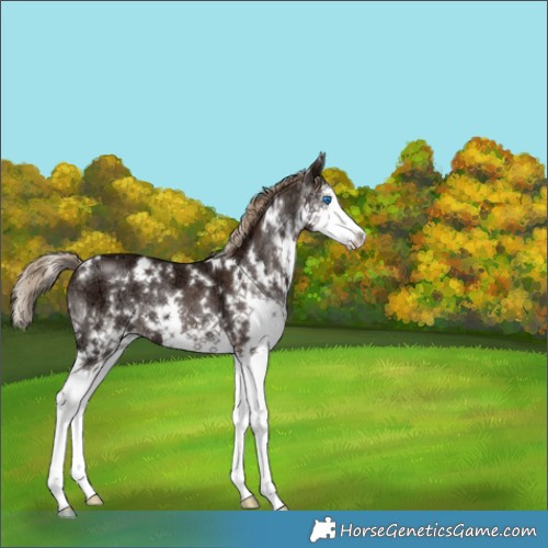 Horse Color:White Spotted Liver Chestnut Ice Sabino Splash 