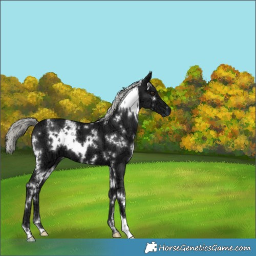 Horse Color:White Spotted Liver Chestnut Ice Mushroom 