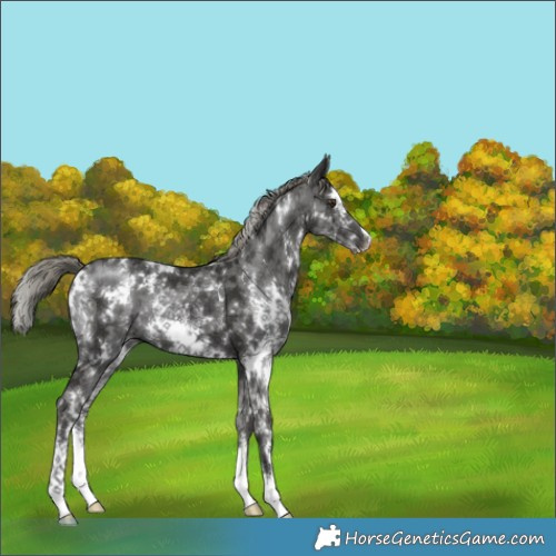 Horse Color:White Spotted Liver Chestnut Mushroom Sabino 