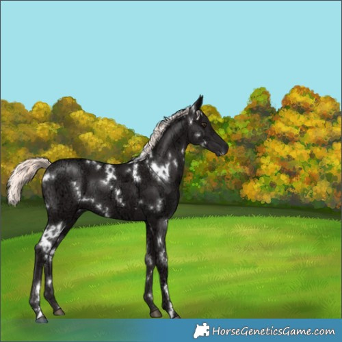 Horse Color:White Spotted Liver Chestnut Ice Mushroom 