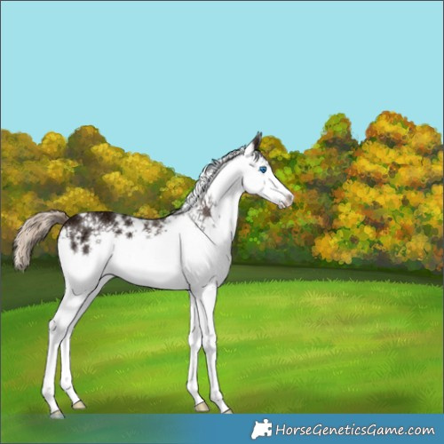 Horse Color:White Spotted Liver Chestnut Ice Splash 