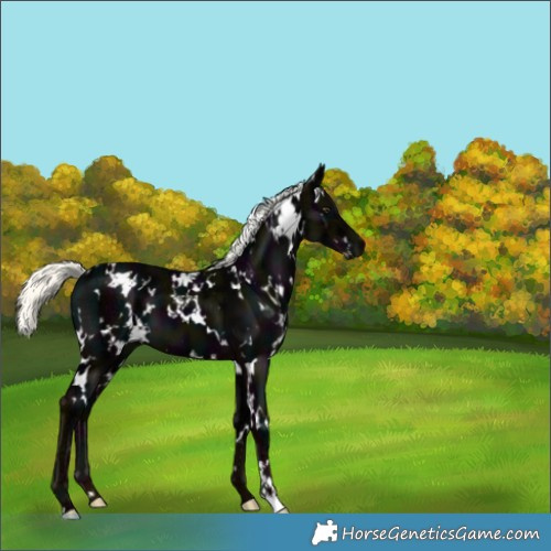 Horse Color:White Spotted Midnight Liver Chestnut Ice Mushroom 