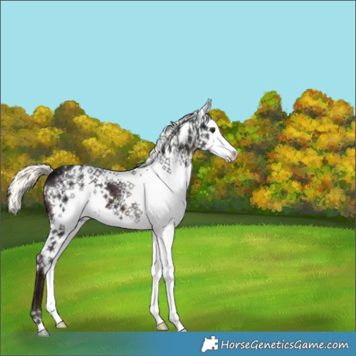 Horse Color:White Spotted Midnight Liver Chestnut Mushroom 