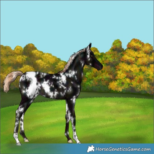 Horse Color:White Spotted Midnight Liver Chestnut Ice 