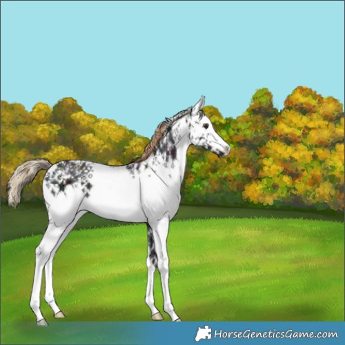 Horse Color:White Spotted Midnight Liver Chestnut Ice 