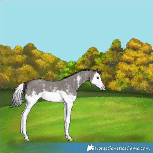Horse Color:Smoky Grullo Sabino Splash 