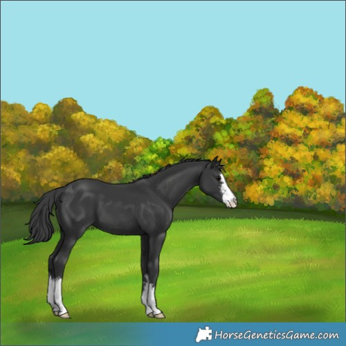 Horse Color:White Spotted Black 