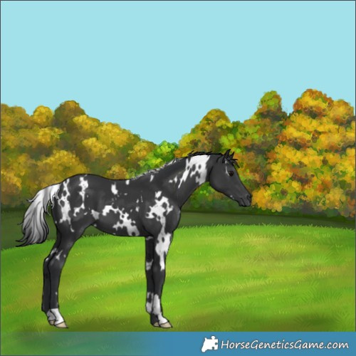 Horse Color:White Spotted Black 