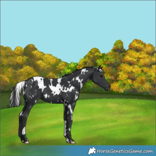 Horse Color:White Spotted Black 