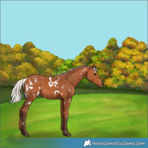 Horse Color:White Spotted Silver Bay 