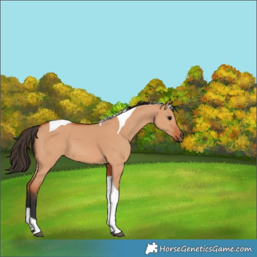 Horse Color:Bay Dun Tobiano 