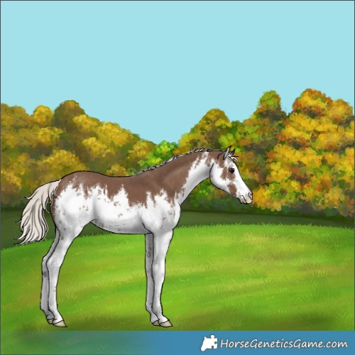 Horse Color:White Spotted Silver Black 