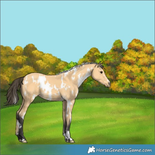Horse Color:White Spotted Buckskin 