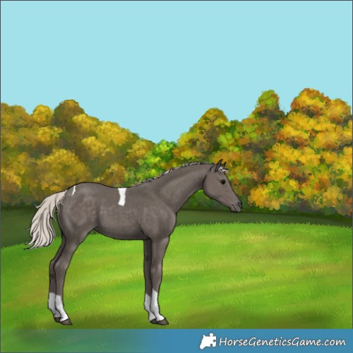 Horse Color:Silver Black Tobiano 