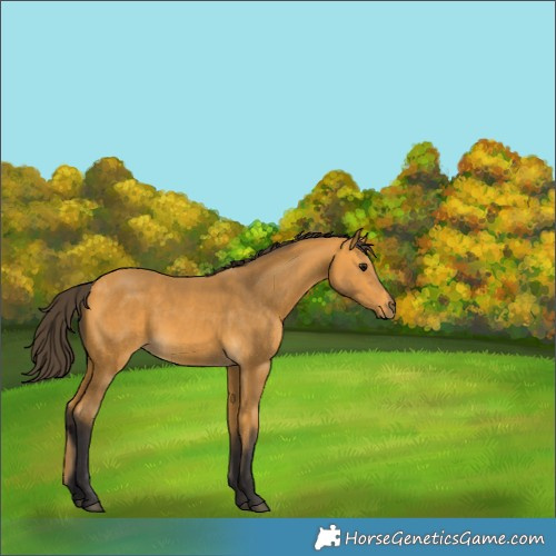 Horse Color:Buckskin 
