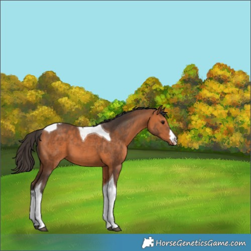 Horse Color:White Spotted Bay Tobiano 