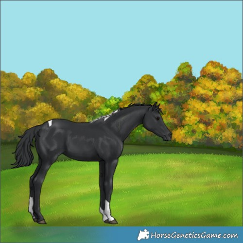 Horse Color:Black Tobiano 